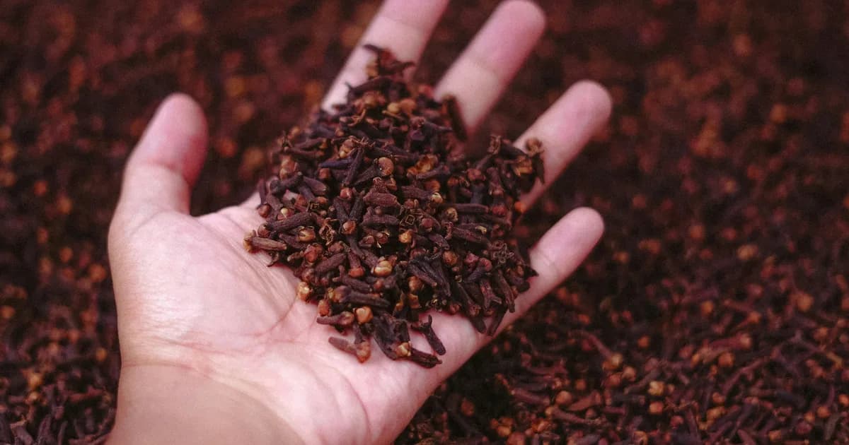 Bain de bouche maison au clou de girofle : 2 recettes naturelles